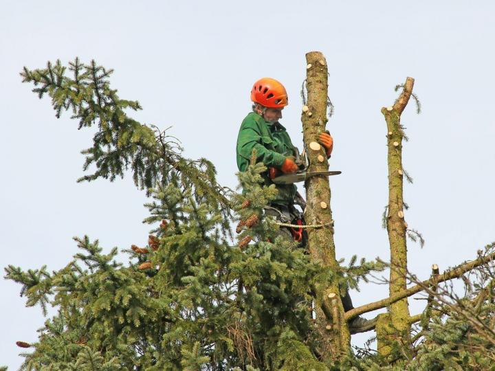 Abattage d'arbres Paimpol